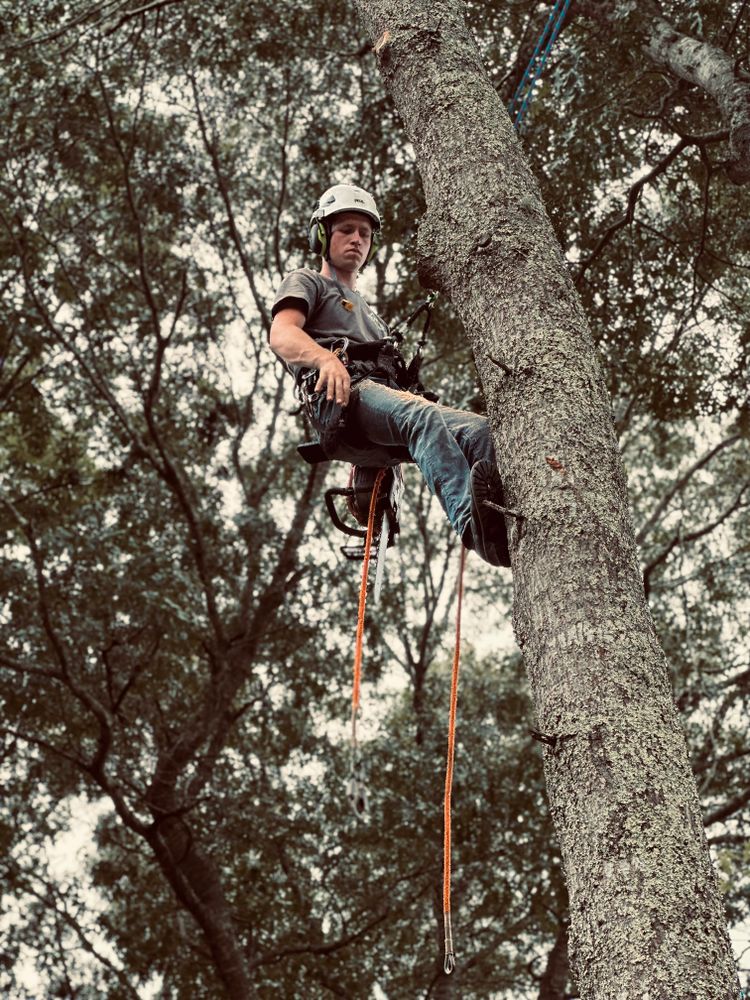 All Photos for Powell Tree Service Inc. in Cape Cod, MA