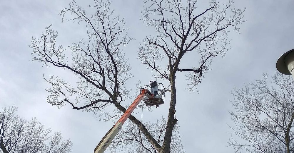 All Photos for The Webster Tree Service in Danville, VA