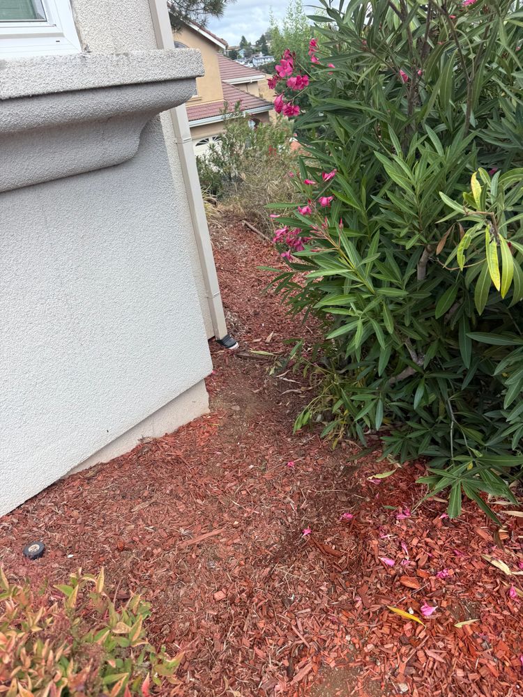 All Photos for CBA Landscaping in Hayward, CA