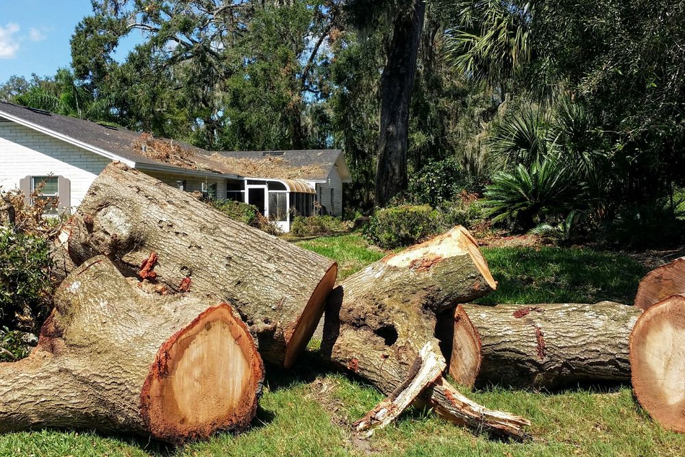 Tree Removal for Benjamin & Sons in Elmira, NY