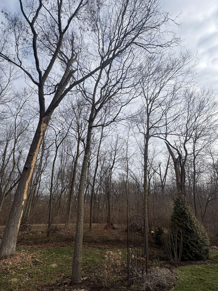 All Photos for Dig-It Tree Company in Mason, OH