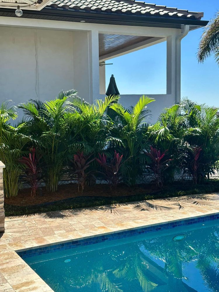 Areca Palms for Team Tolson Landscape in Tampa Bay, FL