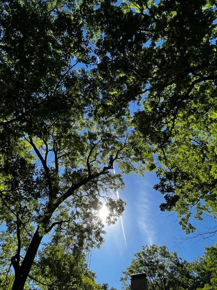 Tree Removal for Hunnicutt’s Tree Service L.L.C. in Monticello, IN