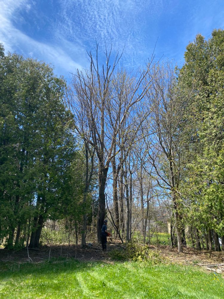 Tree Removal for Bear Creek Tree Service LLC in Rudyard, MI