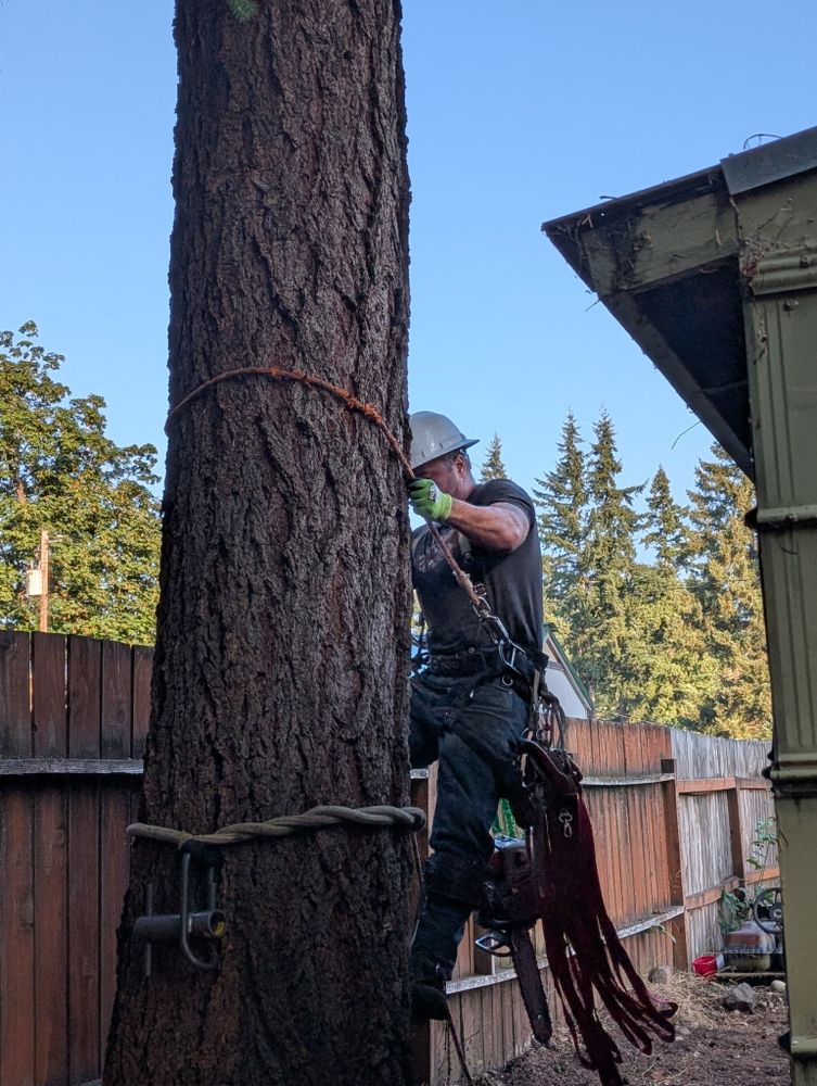 All Photos for Clippys Tree Pros in Stayton, OR