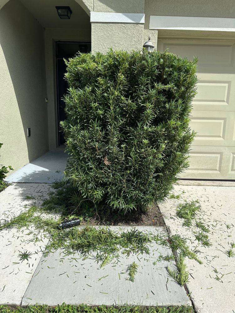 All Photos for The Yardman in Tampa, FL