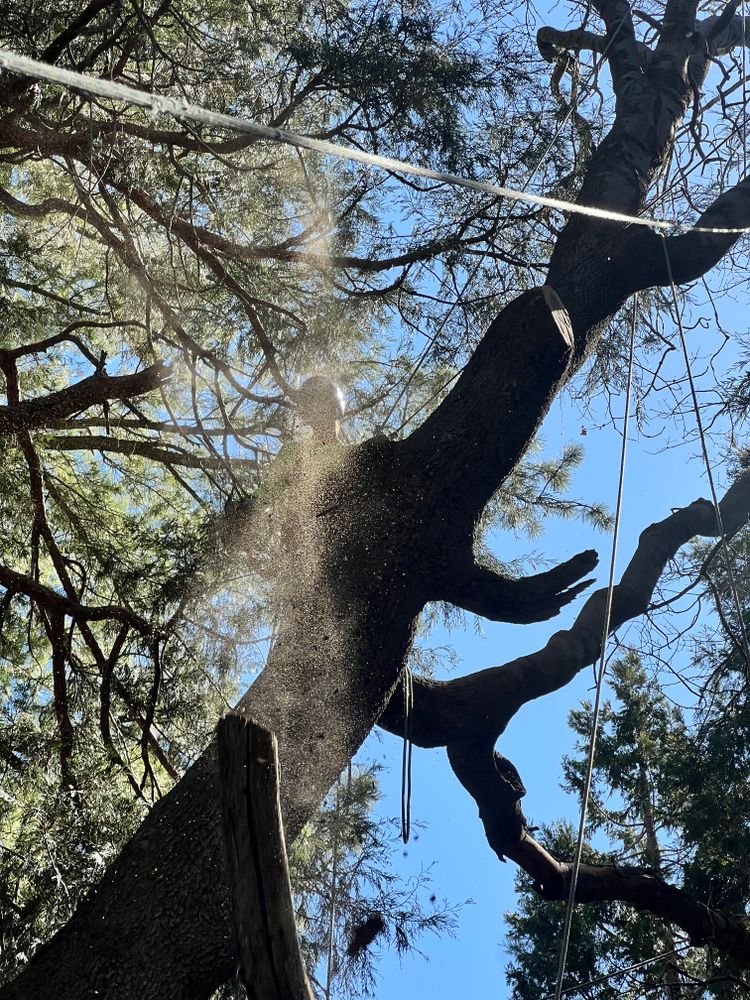 All Photos for Poseidon Valley Tree Service Corp in San Bernardino, CA