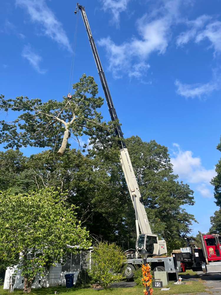 All Photos for Robery's Tree Service in West Wareham, MA