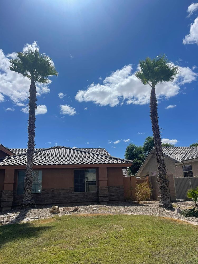 All Photos for Oliver L. Palm & Tree services in Yuma County, AZ