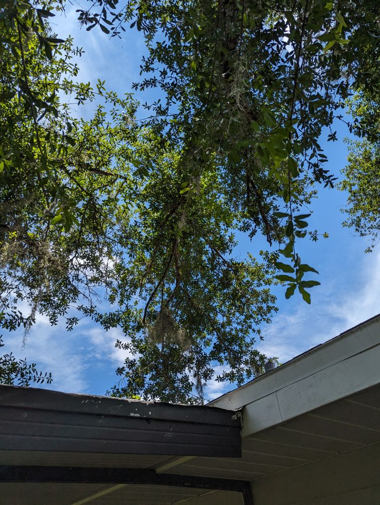 All Photos for Regal Tree Service and Stump Grinding in Wauchula, FL