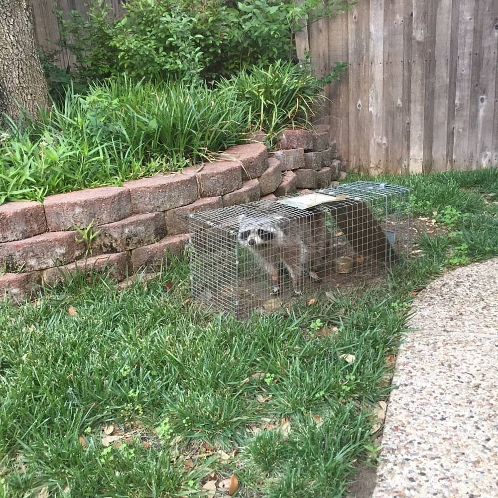 Wildlife Control for Toppers Wildlife Removal in Garland, TX