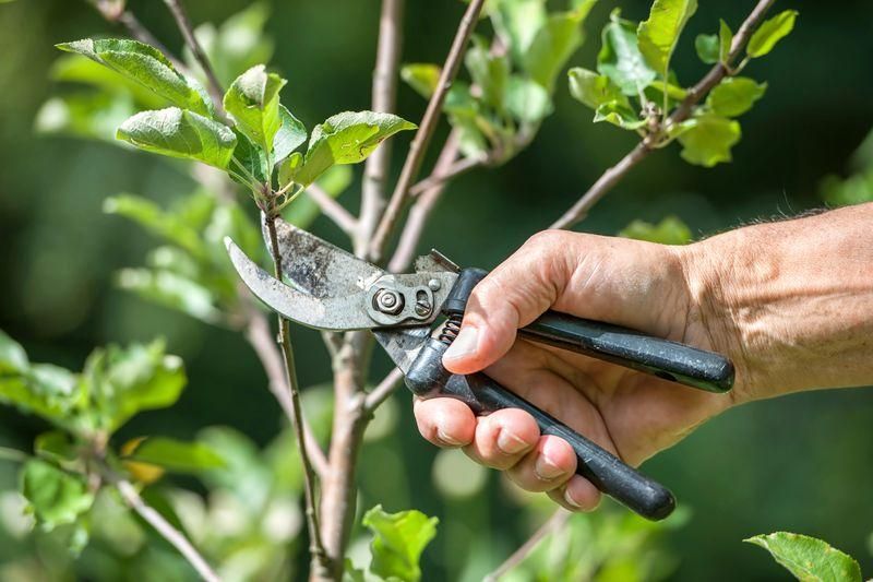 All Photos for Terra Heights Tree Experts & Landscaping  in Grass Valley,  CA