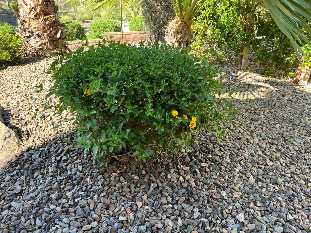 All Photos for Grand Canyon State Landscape Inc. in Surprise, AZ