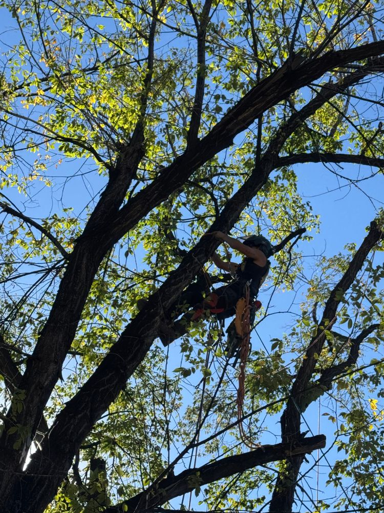 All Photos for Elevated Tree Care in Gillette, WY