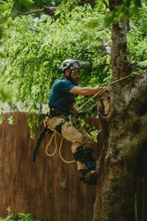 All Photos for Blu-J Tree Care in Arlington, TX