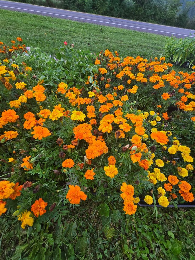 All Photos for Down Home Landscaping in Stillwater, PA