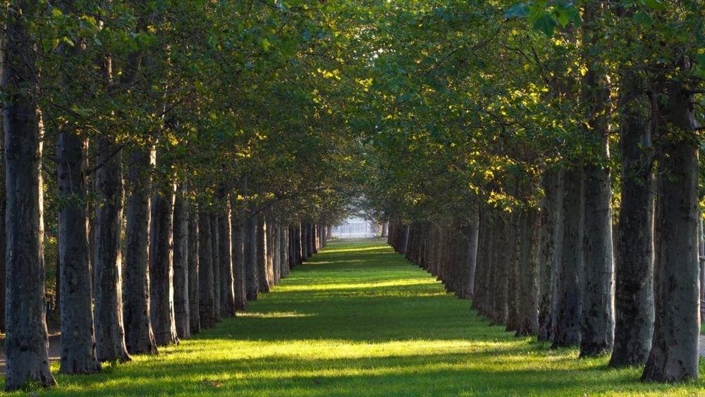 All Photos for Sammy's Tree Services in Sacramento, CA