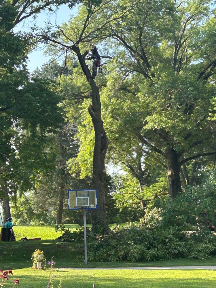 All Photos for Summit Tree Care LLC in Fort Wayne, IN