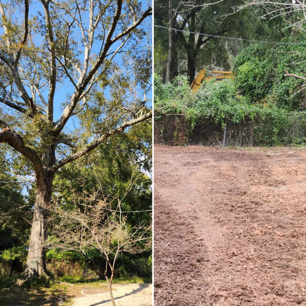 All Photos for David's Tree Service in Slidell, LA