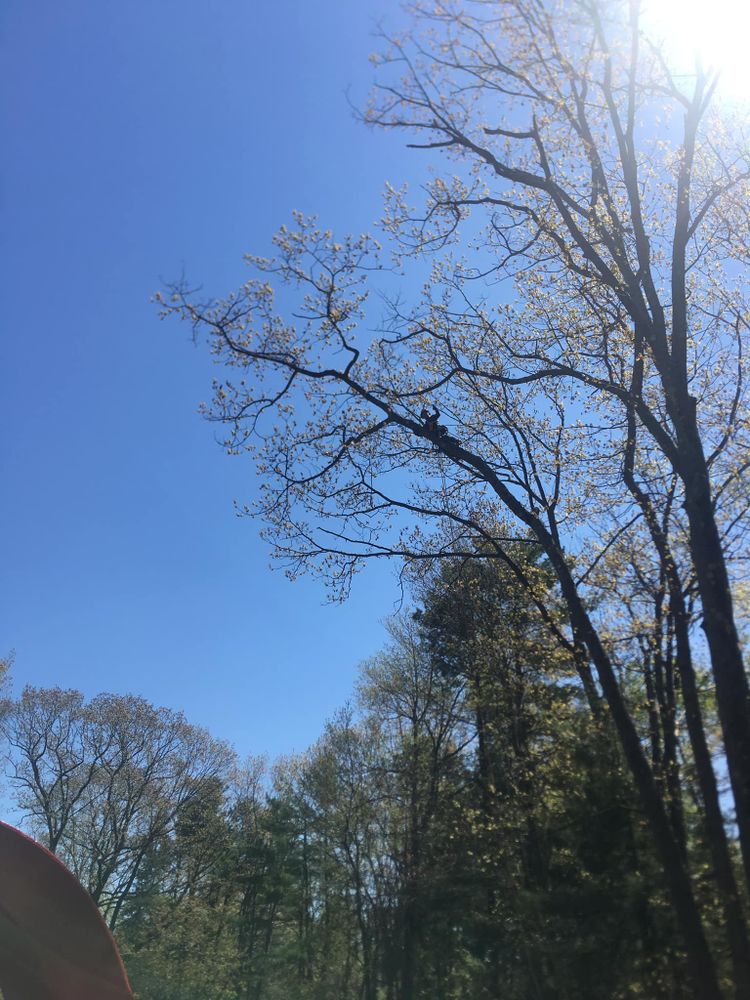 Our Tree Trimming service helps maintain the health and aesthetic appeal of your trees by removing dead branches, shaping growth, and ensuring proper clearance from structures. Trust our experts to enhance your landscape. for Green In Green Out Tree Services in Westbrook, ME