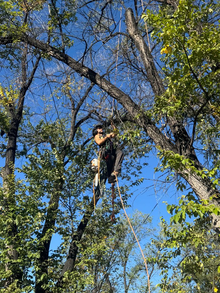 All Photos for Elevated Tree Care in Gillette, WY