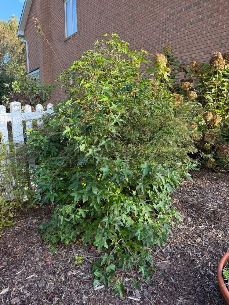 All Photos for Brooks Tree Service in Casar, NC