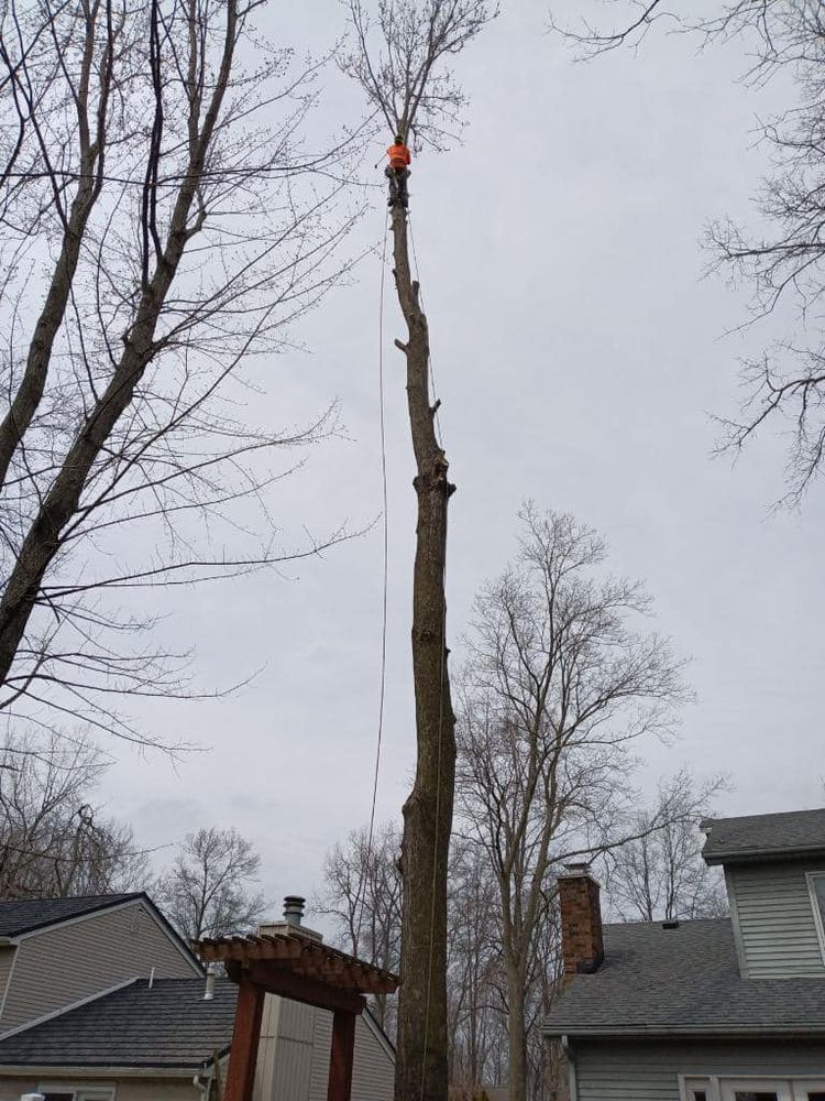 Tree Removal for General State Property Maintenance in New Haven, IN