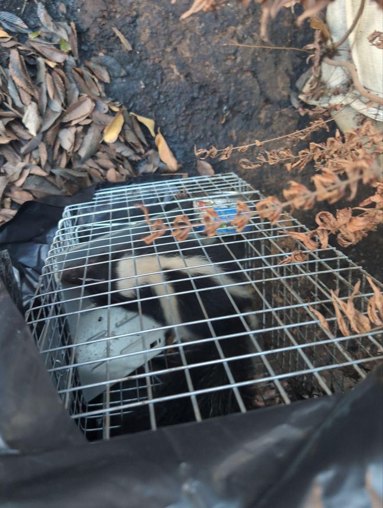 All Photos for Topper's Wildlife Removal in Garland, TX