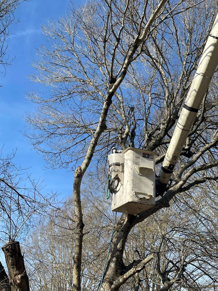 Our Work for Down South Tree Care and Landscaping in Maiden, NC