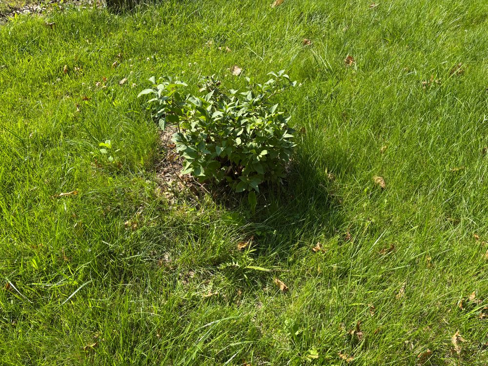 All Photos for Conrad's Stump Removal in Columbus, IN