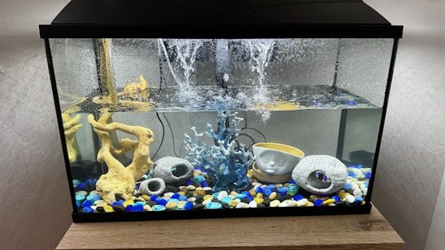 Aquarium Maintenance for Aquariums by Sharyn in The State of Florida, FL