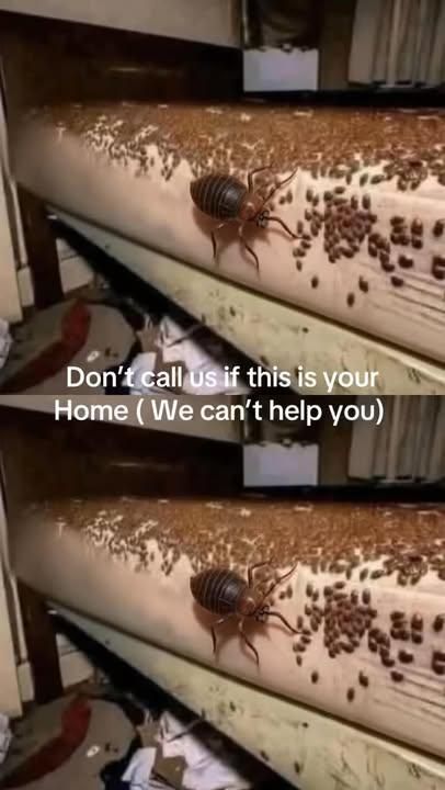 All Photos for Pest Control Management in Montgomery County, PA