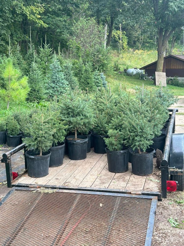 Pre-Cut Tree Lot for Spring Creek Evergreens in Red Wing, MN