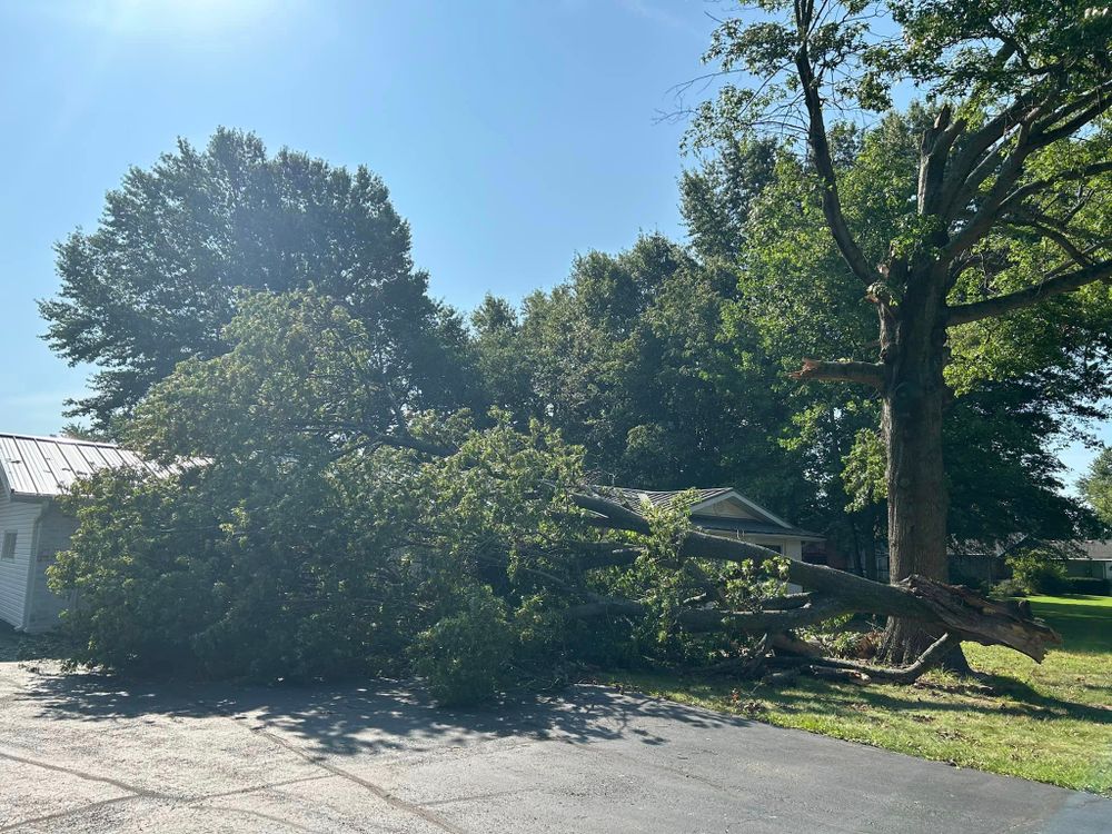 Tree Removal for Logan Tree Care LLC in Springfield, MO