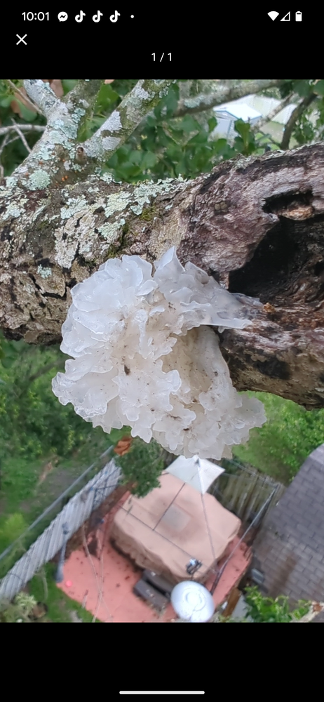 All Photos for Regal Tree Service and Stump Grinding in Wauchula, FL