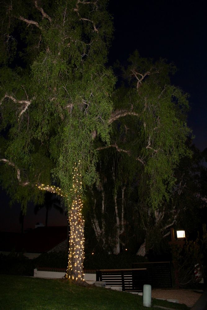 Holiday Lighting for Elite Shine Property Services: The #1 Choice for Window & Exterior Cleaning in South OC in Orange county, CA