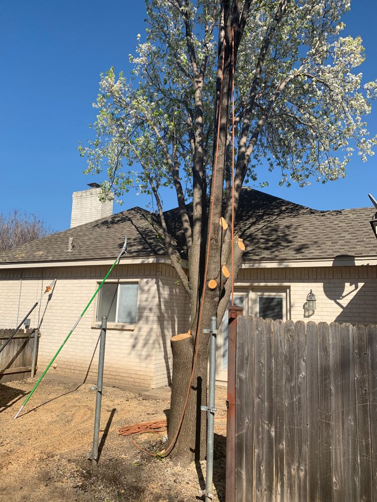 All Photos for TLC Professional Tree Service in Bedford, TX