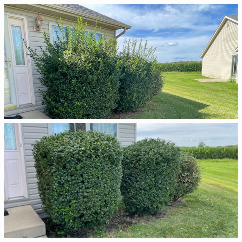 Shrub Trimming is necessary to remove dead material and keep the shrub from being overgrown. for Andrew's Lawn Service LLC in Lebanon, IL