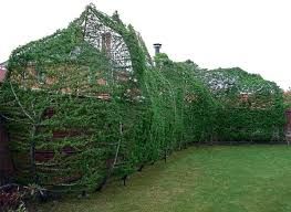 All Photos for Johnson Lawn Services in Fredericksburg, VA