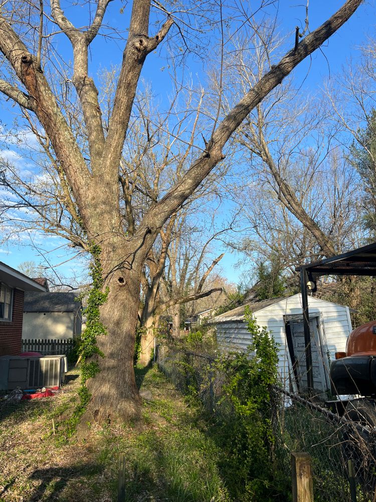 All Photos for Curtis Tree Service LLC in Hopkins County, KY