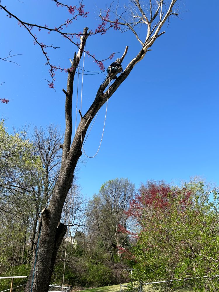 All Photos for Stinger Tree Service in Belleville, IL