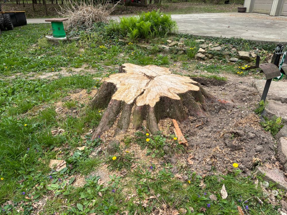 All Photos for Conrad's Stump Removal in Columbus, IN