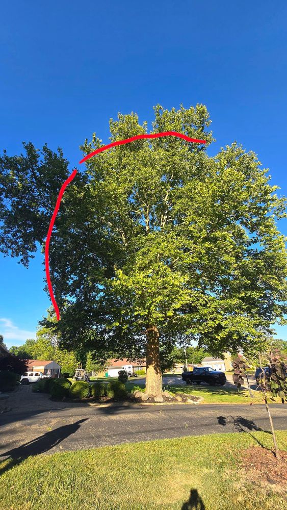 All Photos for F & F Tree Service in Beavercreek, OH