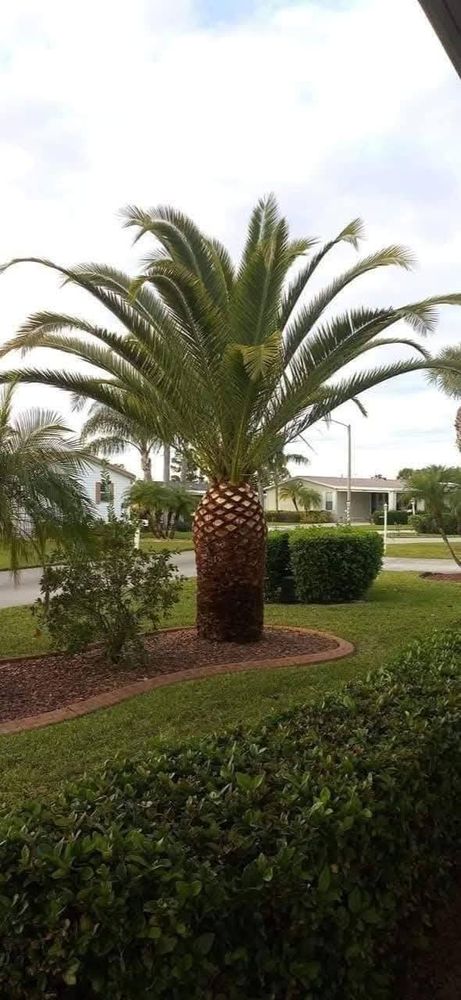Enhance your home's safety and beauty with our expert tree trimming service, which ensures healthy growth, improves aesthetics, and prevents potential hazards by removing dead or overgrown branches. for Highlands Tree Service LLC in Avon Park, FL
