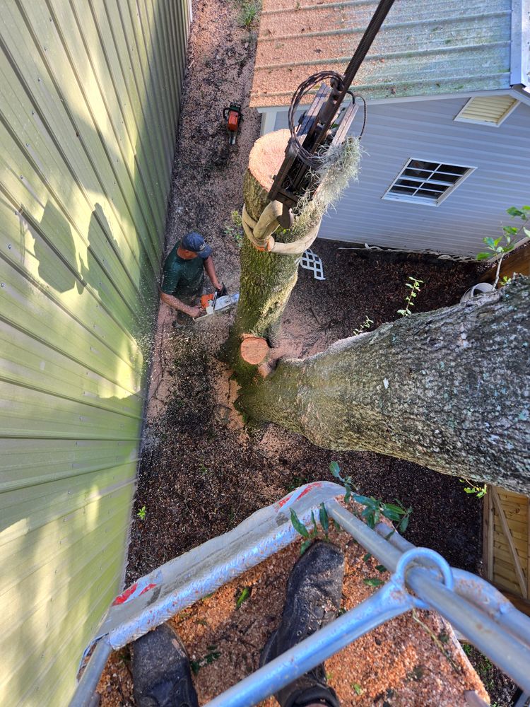 All Photos for Near Me Tree Service, Inc. in DeLand, FL