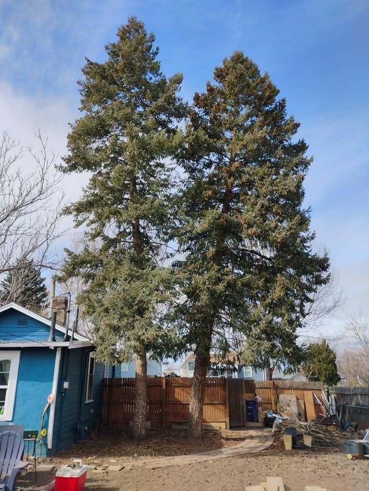 All Photos for Sloan Tree Service in Aurora, CO
