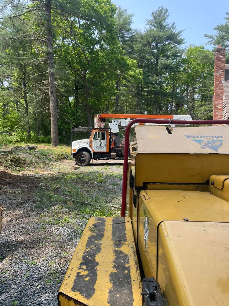 All Photos for Dwights Tree Service LLC in Middleborough, MA