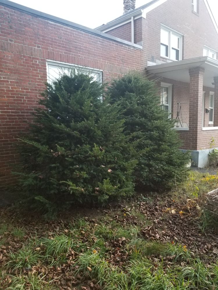 Spring & Fall Cleanups for Landscape Innovations LLC in Torrington, CT