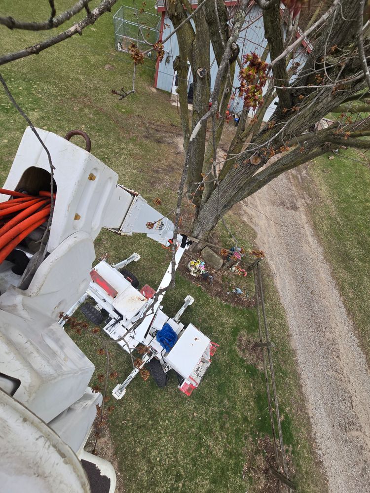 All Photos for D Hale Tree Service in Ann Arbor, MI