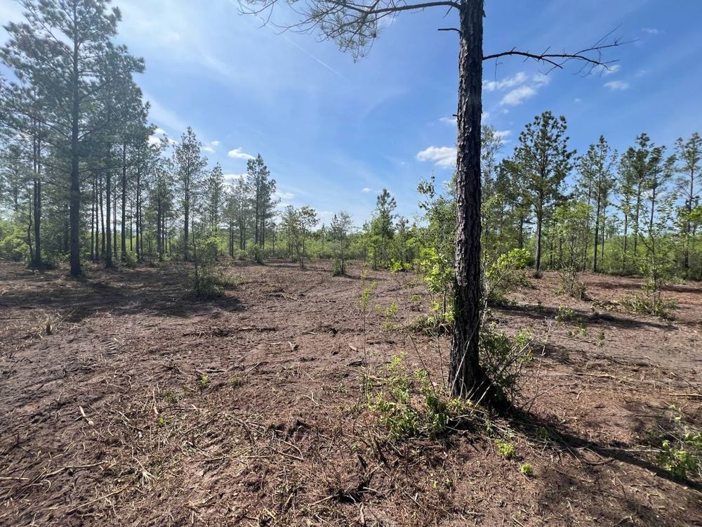 All Photos for TDWS Land Management in Blackshear, GA